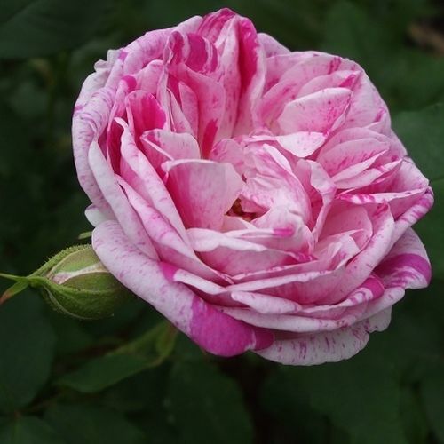 Rosen Online Gärtnerei - bourbonrosen - rosa - violett - Rosa Honorine de Brabant - stark duftend - Rémi Tanne - Die erset Blütezeit ist am üppigsten, aber hin und wieder blüht sie auch noch bis zum Herbst.